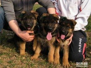 德国牧羊犬爆料视频大全,爆料视频大全精彩瞬间  第1张